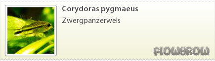 $Corydoras pygmaeus