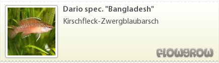 $Dario spec. "Bangladesh"