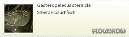 $Gasteropelecus sternicla