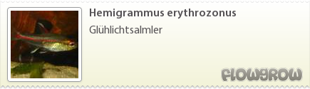 $Hemigrammus erythrozonus $Hemigrammus erythrozonus