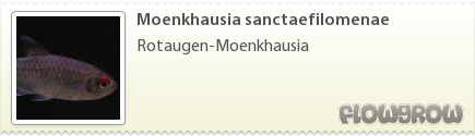 $Moenkhausia sanctaefilomenae $Moenkhausia sanctaefilomenae