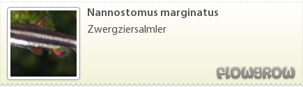 $Nannostomus marginatus