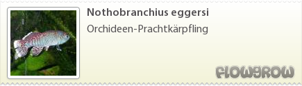 $Nothobranchius eggersi