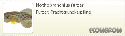 $Nothobranchius furzeri