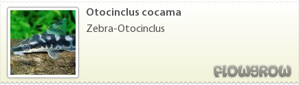$Otocinclus cocama