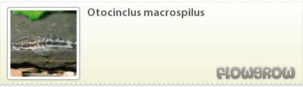 $Otocinclus macrospilus