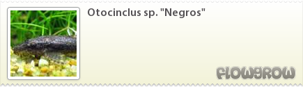 $Otocinclus sp. "Negros"