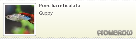 $Poecilia reticulata