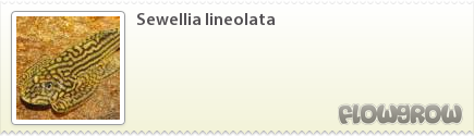 $Sewellia lineolata