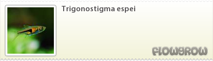 $Trigonostigma espei