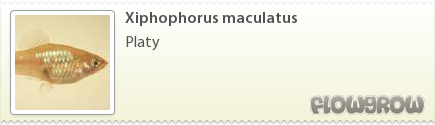 $Xiphophorus maculatus