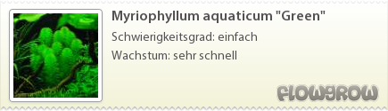 $Myriophyllum aquaticum "Green"