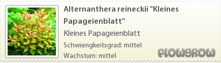 $Alternanthera reineckii "Kleines Papageienblatt"
