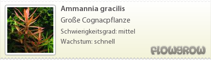 $Ammannia gracilis