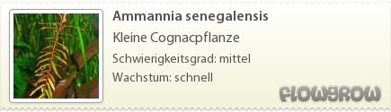$Ammannia senegalensis