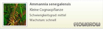$Ammannia senegalensis $Ammannia senegalensis