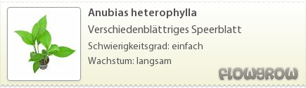 $Anubias heterophylla