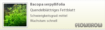 $Bacopa serpyllifolia