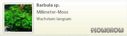 $Barbula sp. $Barbula sp.