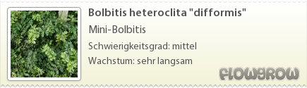$Bolbitis heteroclita "difformis"