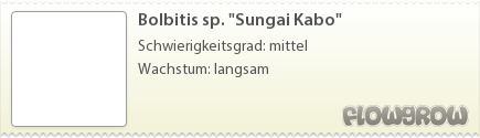 $Bolbitis sp. "Sungai Kabo" $Bolbitis sp. "Sungai Kabo"