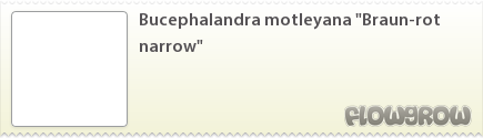 $Bucephalandra motleyana "Braun-rot narrow"