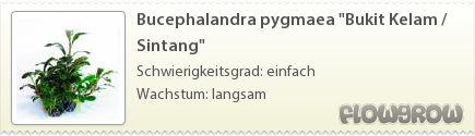 $Bucephalandra pygmaea "Bukit Kelam / Sintang"