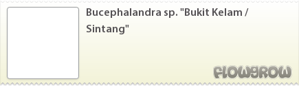 $Bucephalandra sp. "Bukit Kelam / Sintang"