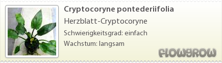 $Cryptocoryne pontederiifolia