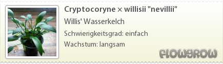 $Cryptocoryne × willisii "nevillii"