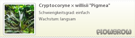 $Cryptocoryne × willisii "Pigmea"