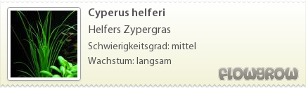 $Cyperus helferi
