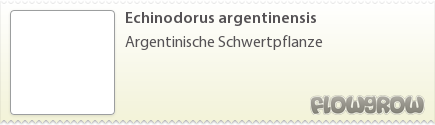 $Echinodorus argentinensis
