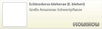$Echinodorus bleherae (E. bleheri)