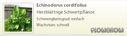 $Echinodorus cordifolius