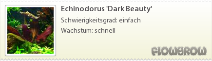 $Echinodorus 'Dark Beauty'