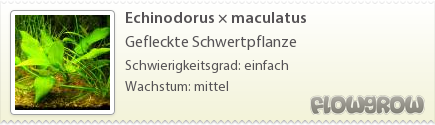 $Echinodorus maculatus