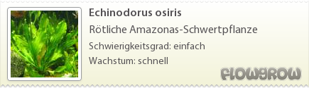 $Echinodorus osiris