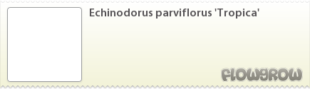 $Echinodorus parviflorus 'Tropica'