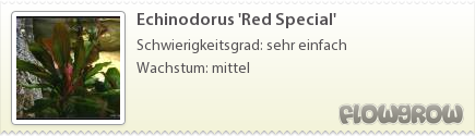 $Echinodorus 'Red Special'
