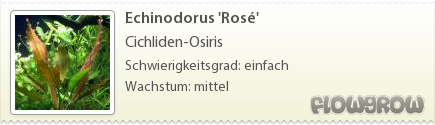 $Echinodorus 'Rosé'