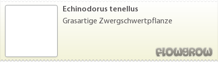 $Echinodorus tenellus