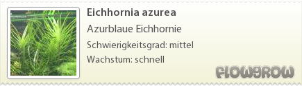 $Eichhornia azurea