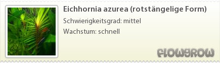 $Eichhornia azurea (rotstängelige Form)