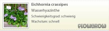 $Eichhornia crassipes
