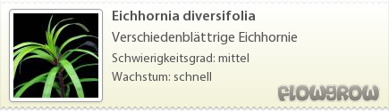 $Eichhornia diversifolia