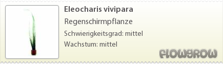 $Eleocharis vivipara $Eleocharis vivipara