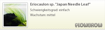 $Eriocaulon sp. "Japan Needle Leaf"