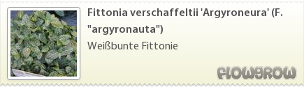 $Fittonia verschaffeltii 'Argyroneura' (F. "argyronauta")