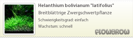 $Helanthium bolivianum "latifolius"